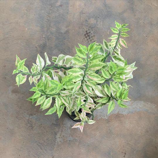 Product detail media - 2